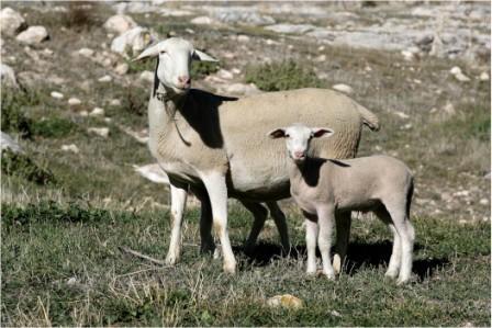 Autor: Juan Antonio Martín<br/>Año: 2009<br/>Sexo: Hembra<br/>Comentario: La fotografía se realizó en la finca " Los Morales", del...