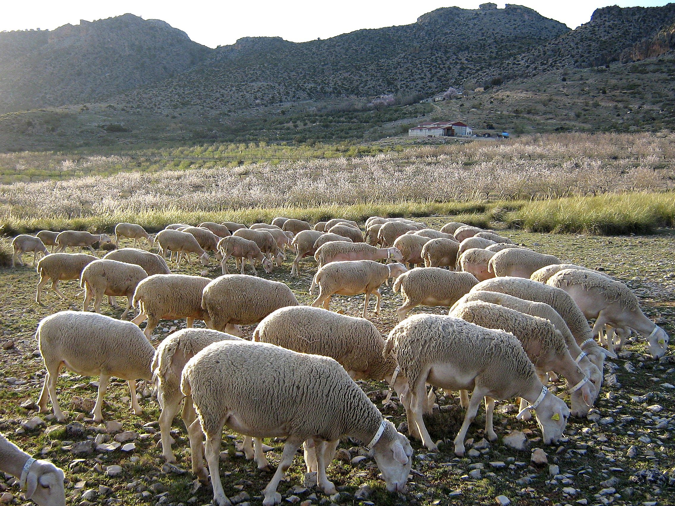 Autor: Pedro Sánchez Gömez. <br/>Comentario: Ovejas de raza segureña aprovechando los escasos pastos que proporciona el medio natural donde se...