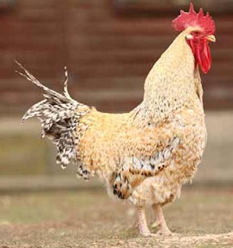 Imagen facilitada por el Instituto Nacional de Investigación y Tecnología Agraria y Alimentaria (INIA).<br/>Fuente: “Razas españolas de gallinas....
