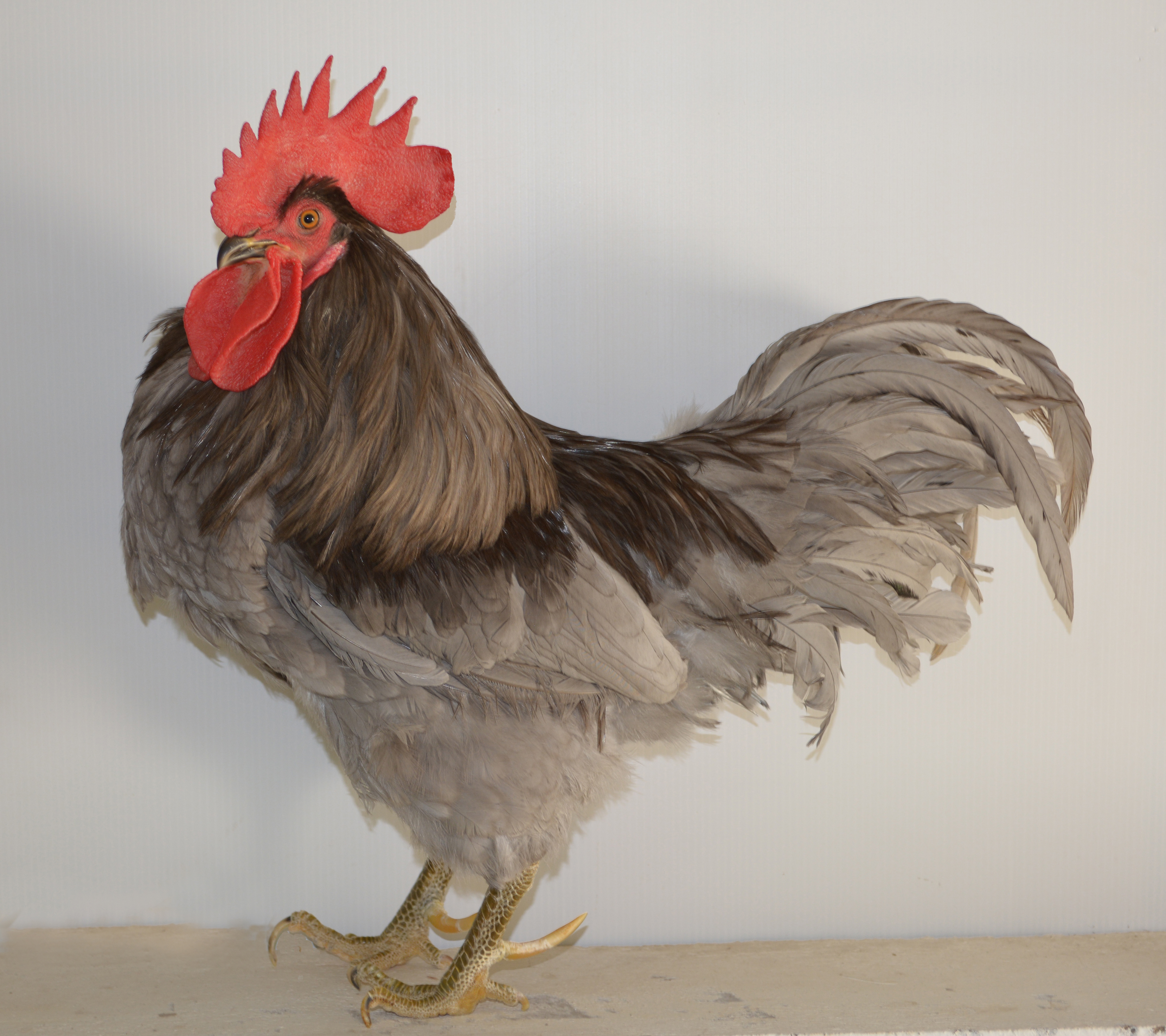 Imagen facilitada por el Instituto Nacional de Investigación y Tecnología Agraria y Alimentaria (INIA).<br/>Fuente: “Razas españolas de gallinas....