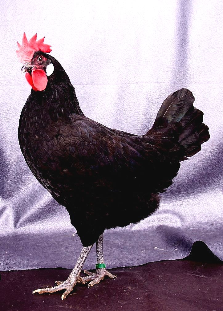Autor: Teodoro Moreno Rosell.<br/>Año: 2009-2013.<br/>Sexo: hembra.<br/>Imagen facilitada por la Asociación Nacional de Criadores de Gallinas...