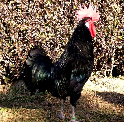 Autor: Teodoro Moreno Rosell.<br/>Año: 2009-2013.<br/>Sexo: Macho<br/>Imagen facilitada por la Asociación Nacional de Criadores de Gallinas...