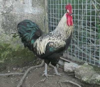 Sexo: Macho; <br/>Comentario: El gallo en general es negro de pecho, muslos, cola, grandes coberteras y espejo del ala. La esclavina, el cuello,...