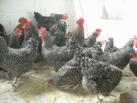 Sexo: Hembra<br/>Comentario: En las gallinas negras barradas las franjas de rojo dorado se reducen a la zona del cuello. Los tarsos son blancos,...