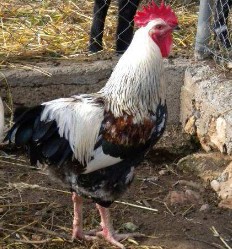Sexo: Macho<br/>Comentario: En la variedad trigueña plateada el gallo tiene la capa plateada y el pecho negro. El espejo del ala es blanco. La...