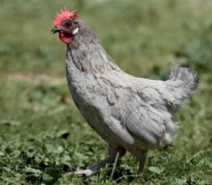 Imagen facilitada por el Instituto Nacional de Investigación y Tecnología Agraria y Alimentaria (INIA).<br/>Fuente: “Razas españolas de gallinas....