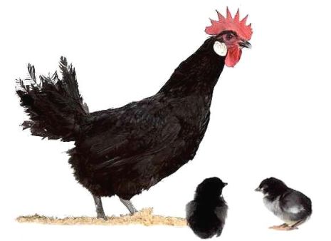 Imagen facilitada por el Instituto Nacional de Investigación y Tecnología Agraria y Alimentaria (INIA).<br/>Fuente: “Razas españolas de gallinas....