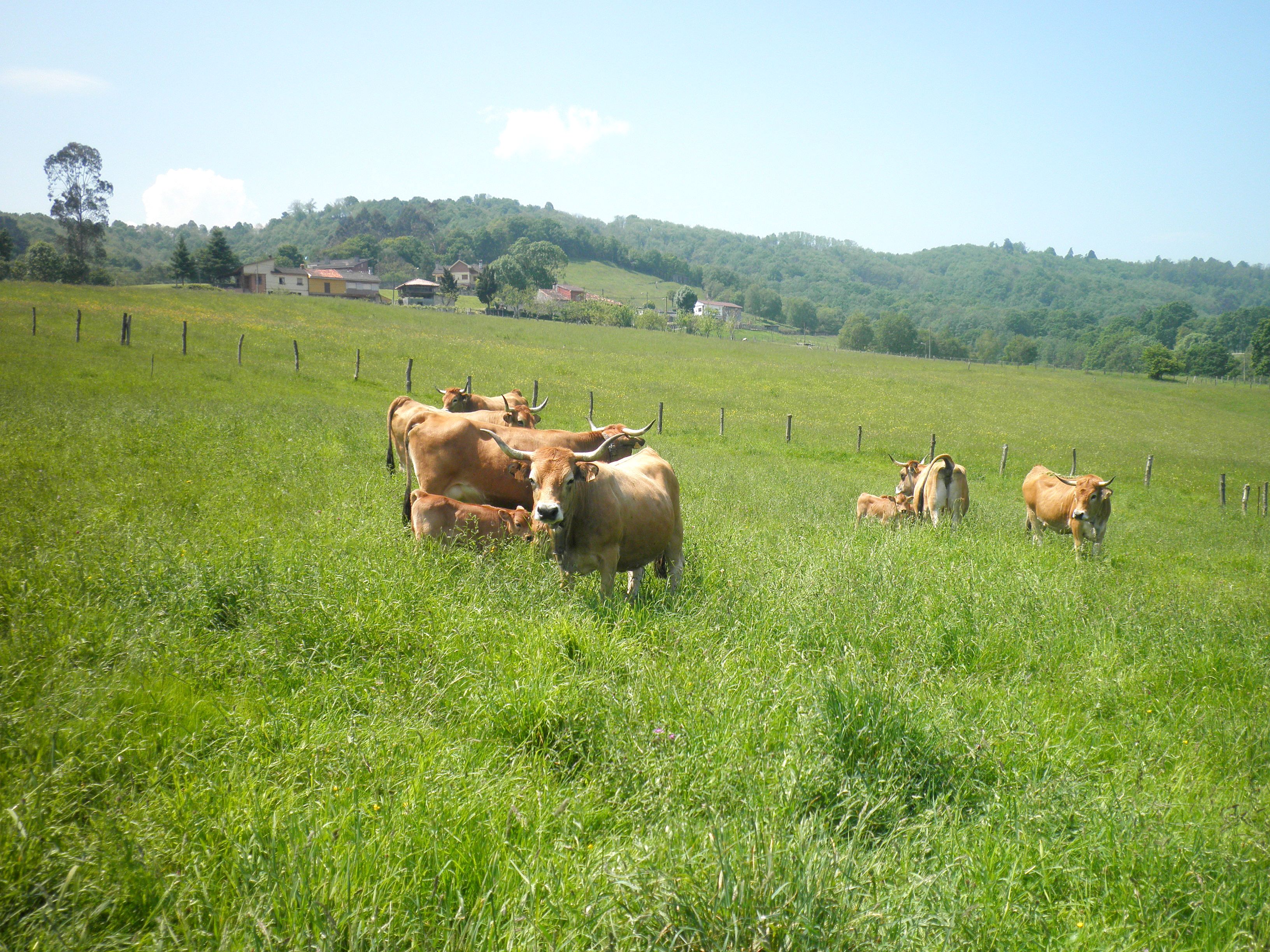 Autor: ASOCIACIÓN ESPAÑOLA DE CRIADORES DE GANADO VACUNO SELECTO DE RAZA ASTURIANA DE LA MONTAÑA. (ASEAMO).<br/>Año: 2010.<br/>Animales en su...