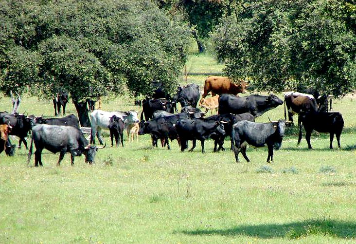 Autor: Ana María González Martínez.<br/>Año: 2011.<br/>Rebaño en su medio natural.<br/>Comentario: ganadería de D. Pedro Sánchez...