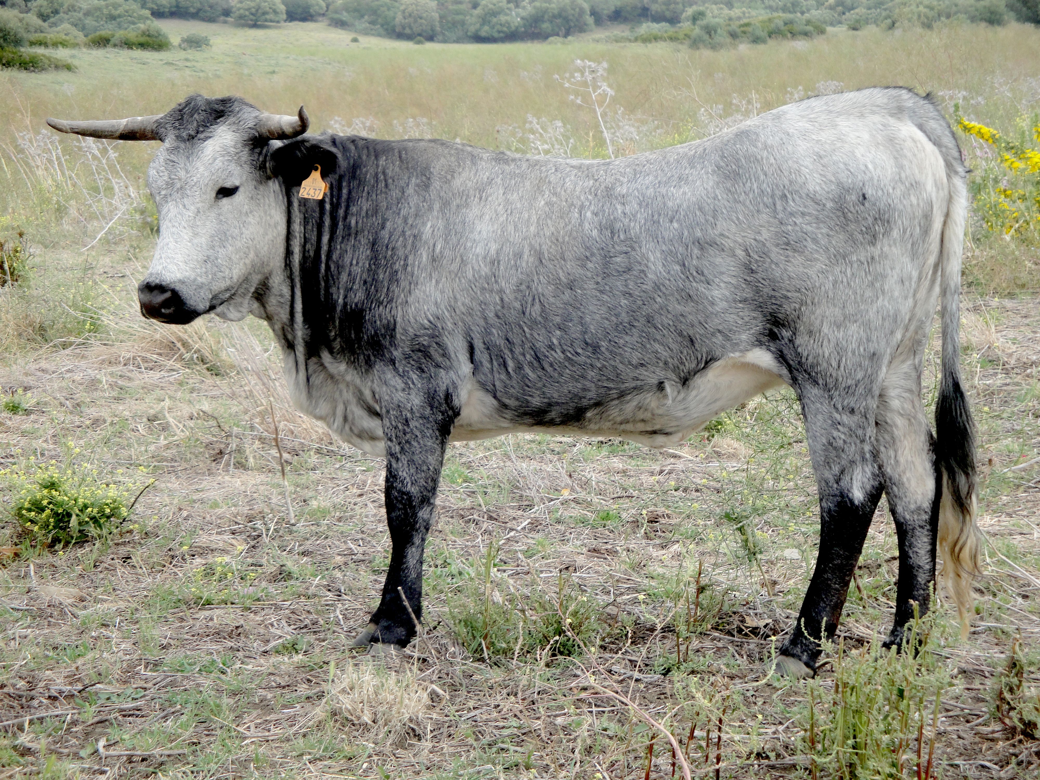 Autor: Ana María González Martínez.<br/>Año: 2012<br/>Sexo: Hembra.<br/>Comentario: Explotación Agropecuaria La Pitilla.<br/>Imagen facilitada por...