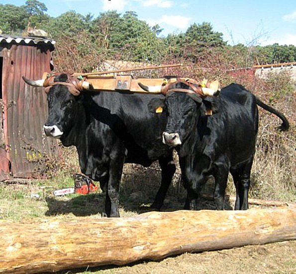 Autor: Asociacion de criadores (José Mª Manchado); <br/>Año: 2010; <br/>Sexo: Hembra;<br/>Comentario: Pareja de hembras para el manejo de troncos...