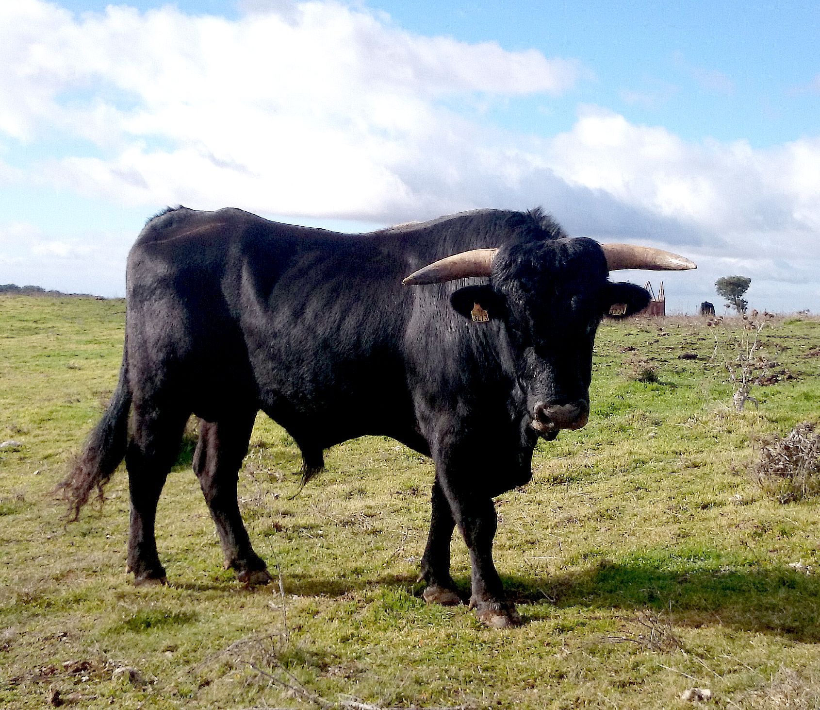 Autor: José Mª Manchado.<br/>Año: 2014.<br/>Sexo: Macho<br/>Comentario: La Muela (Soria).<br/>Imagen facilitada por la ASOCIACIÓN DE CRIADORES DE...