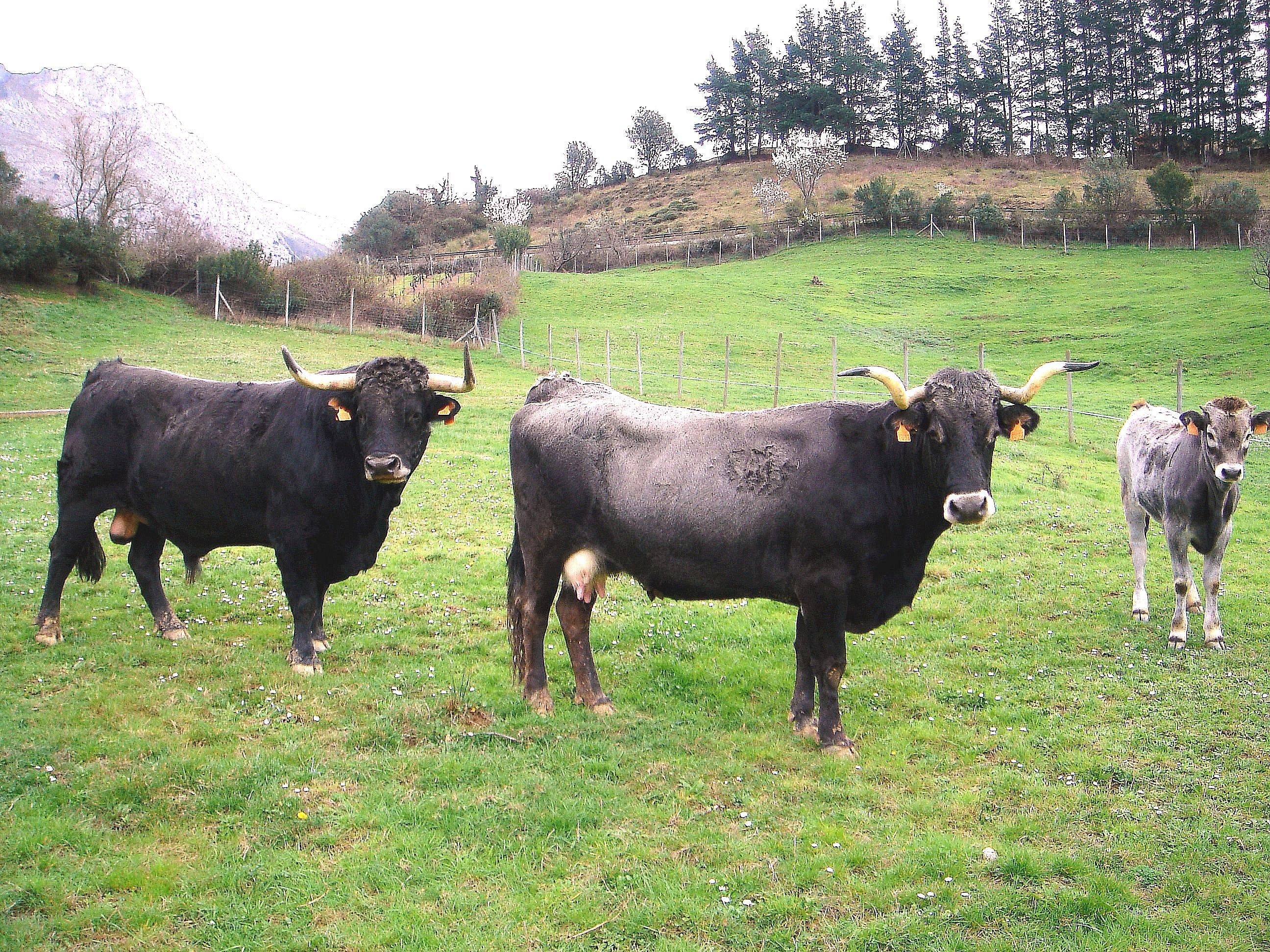 Autor: Rosendo Sainz Trueba.<br/>Sexo: Macho, hembra y cría.<br/>Comentario: Animales de la ganadería selecta que la Asociación tiene en la finca...