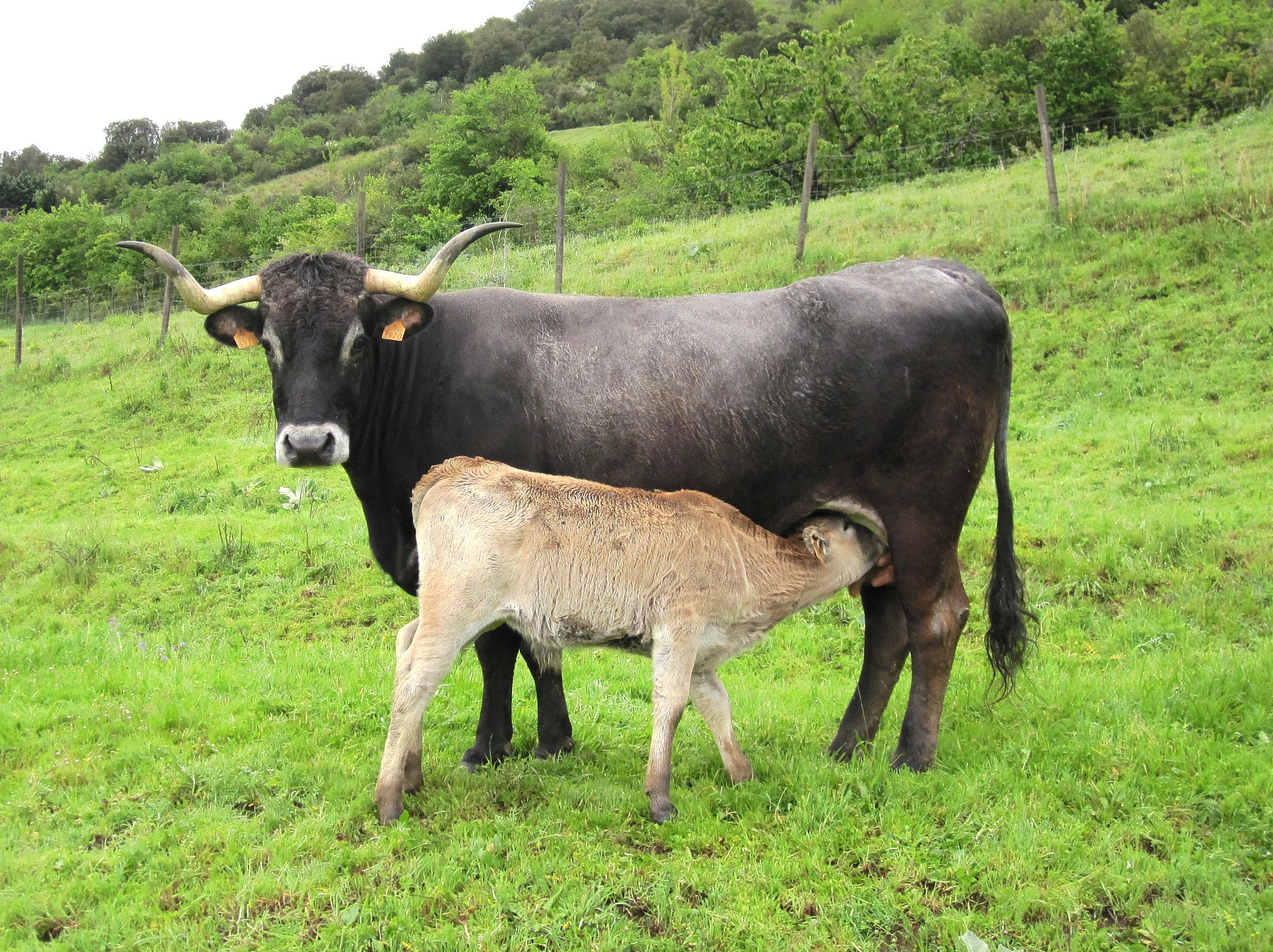 Autor: Rosendo Sainz Trueba.<br/>Sexo: Hembra con cría.<br/>Comentario: Animales de la ganadería selecta que la Asociación tiene en la finca de...