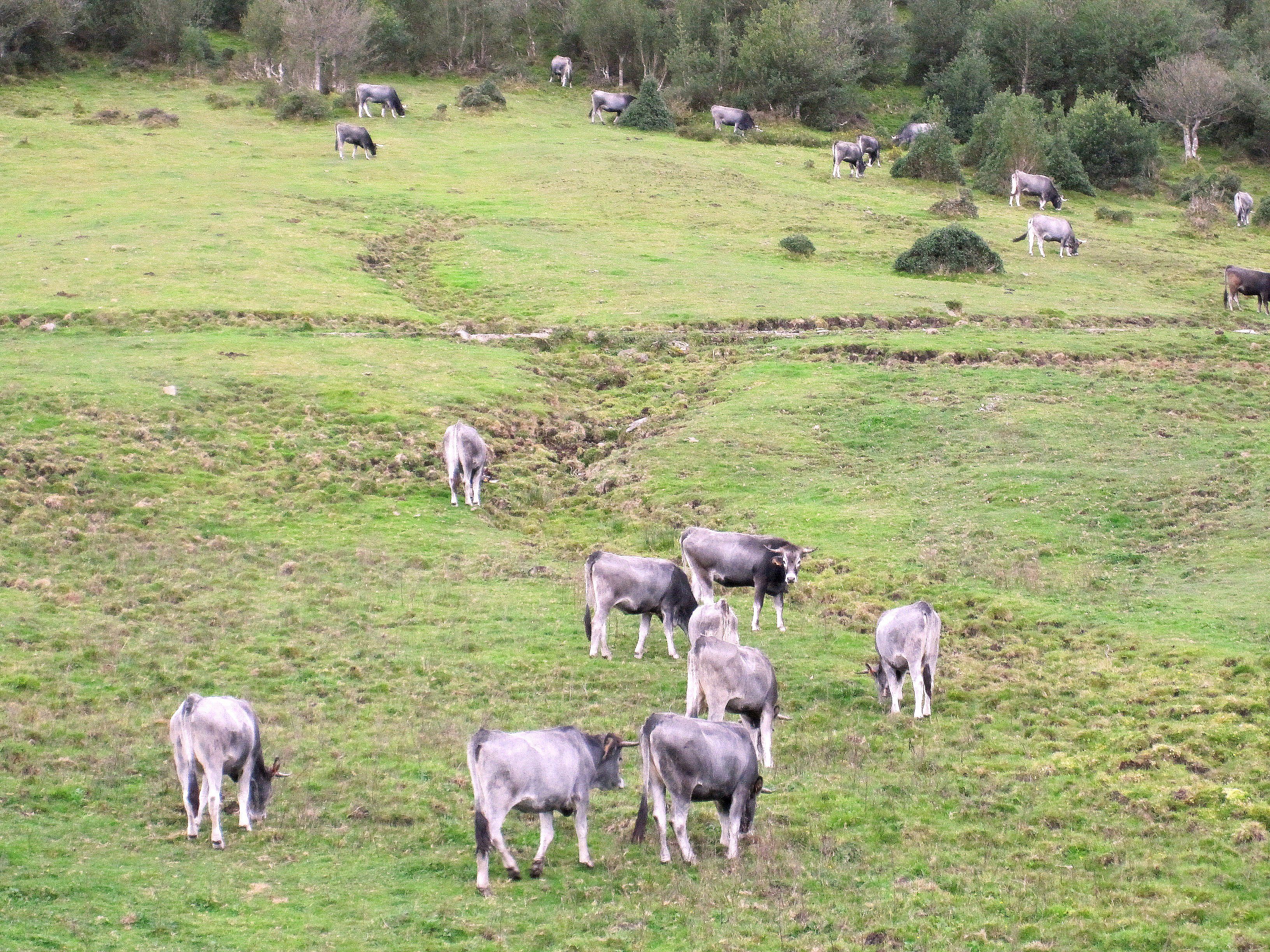 Autor: Rosendo Sainz Trueba.<br/>Rebaño en su medio natural.<br/>Comentario: Animales de la ganadería selecta que la Asociación tiene en la finca...
