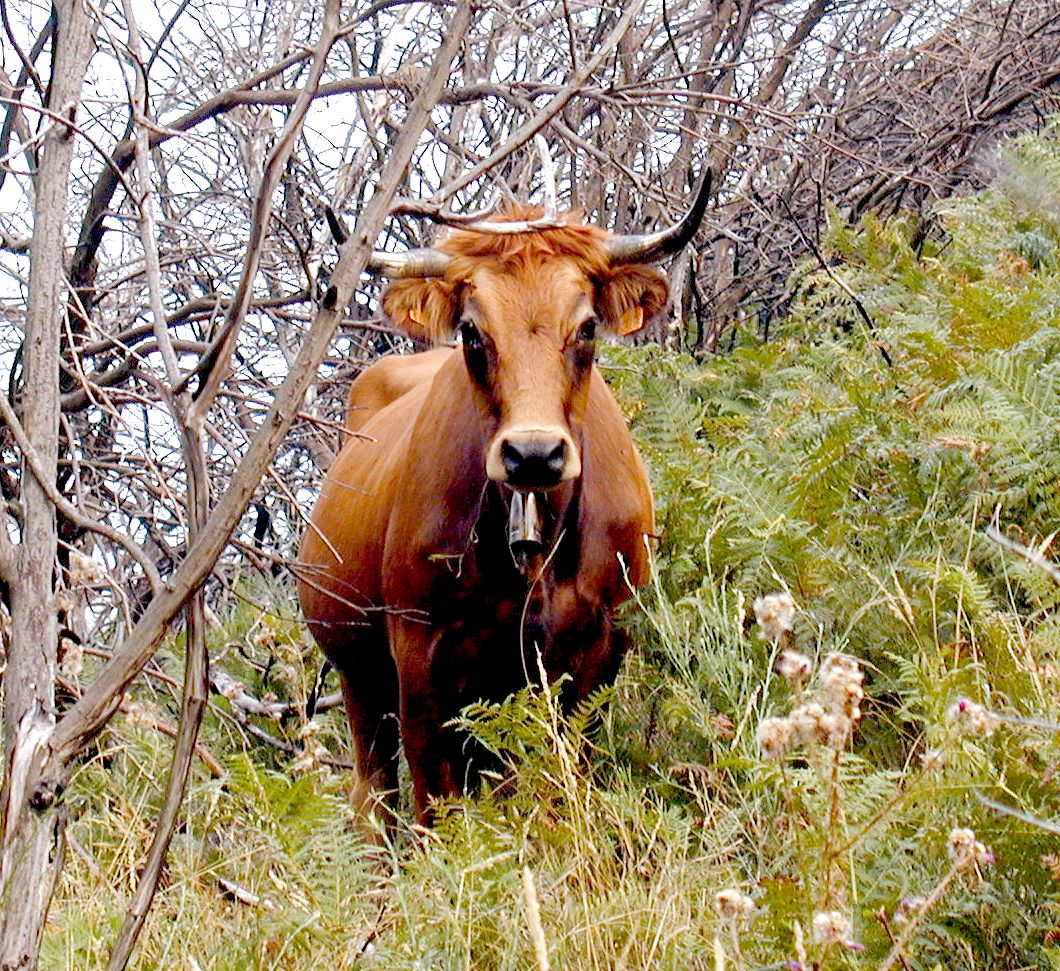 Autor: José Ramón Justo Feijoó.<br/>Año:2000.<br/>Sexo: Hembra.<br/>Comentario: Foto en Toro, ayuntamiento de Laza (Ourense).<br/>Imagen...