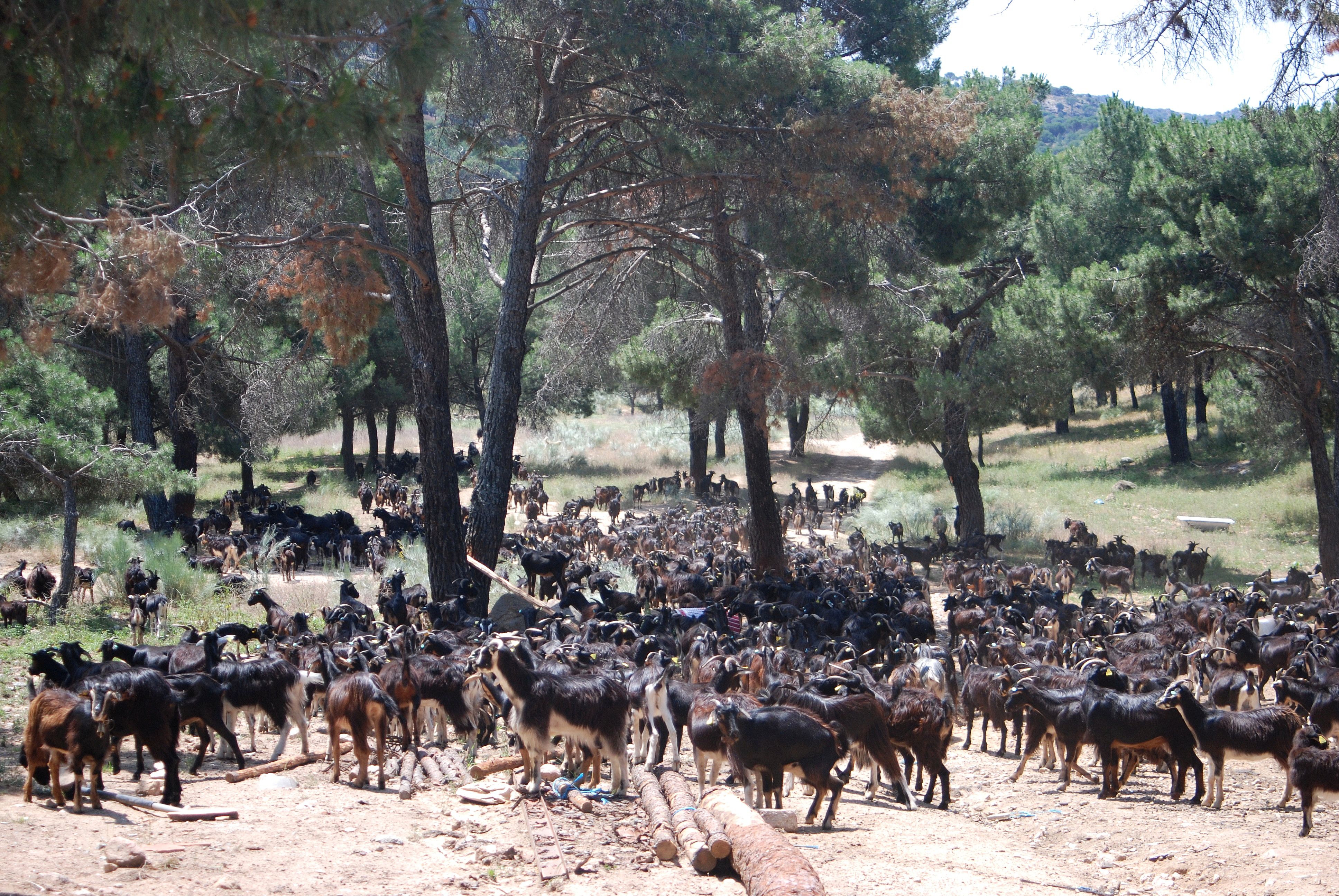 Autor: Paloma Díez de Tejada.<br/>Año: 2010.<br/>Comentario: Imagen de rebaño en su medio natural facilitada por la ASOCIACIÓN CRIADORES GANADO...
