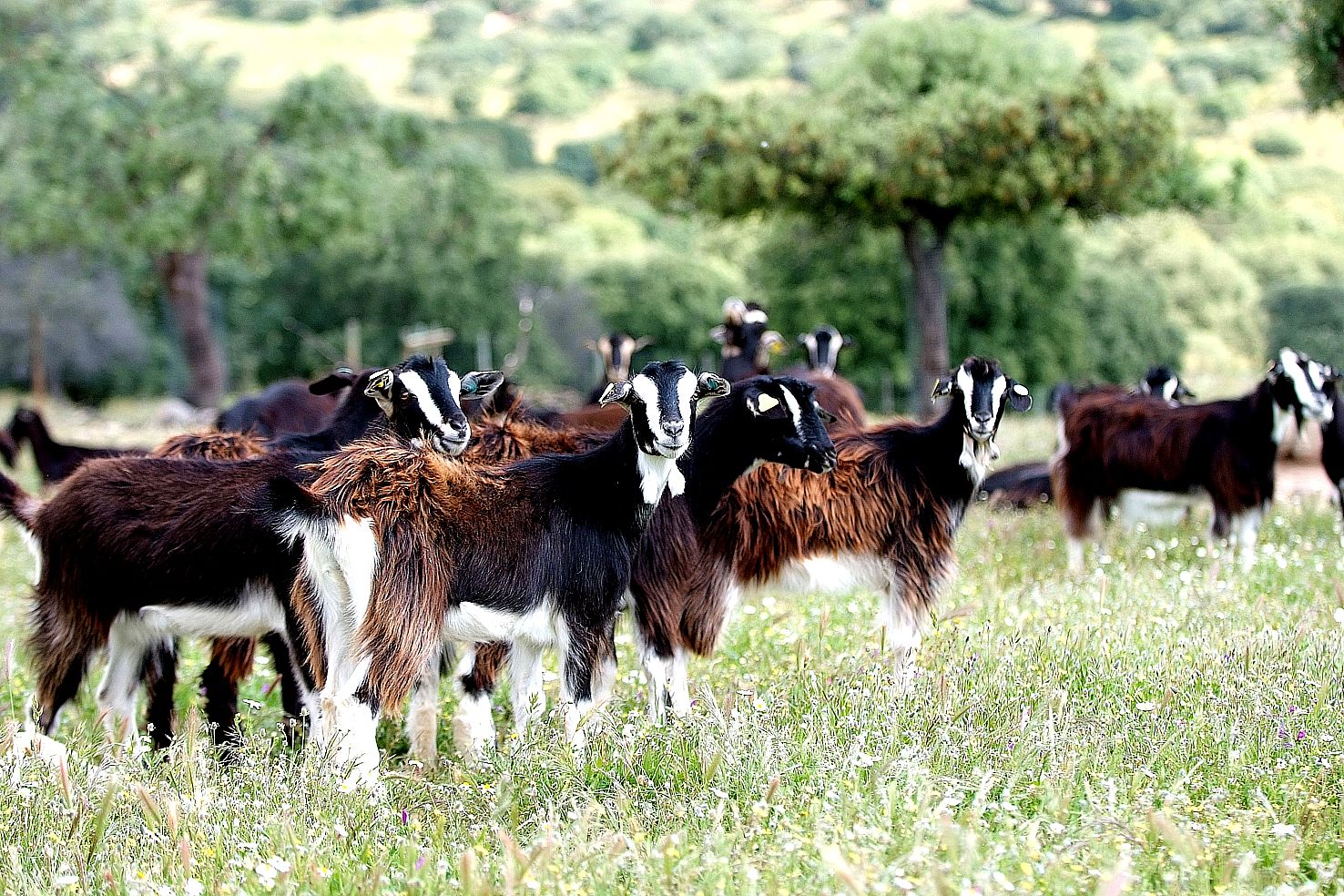 Autor: Juan Antonio Martín del Pozo.<br/>Año: 2011.<br/>Sexo: Hembra.<br/>Comentario: Imagen de rebaño facilitada por la ASOCIACIÓN CRIADORES...