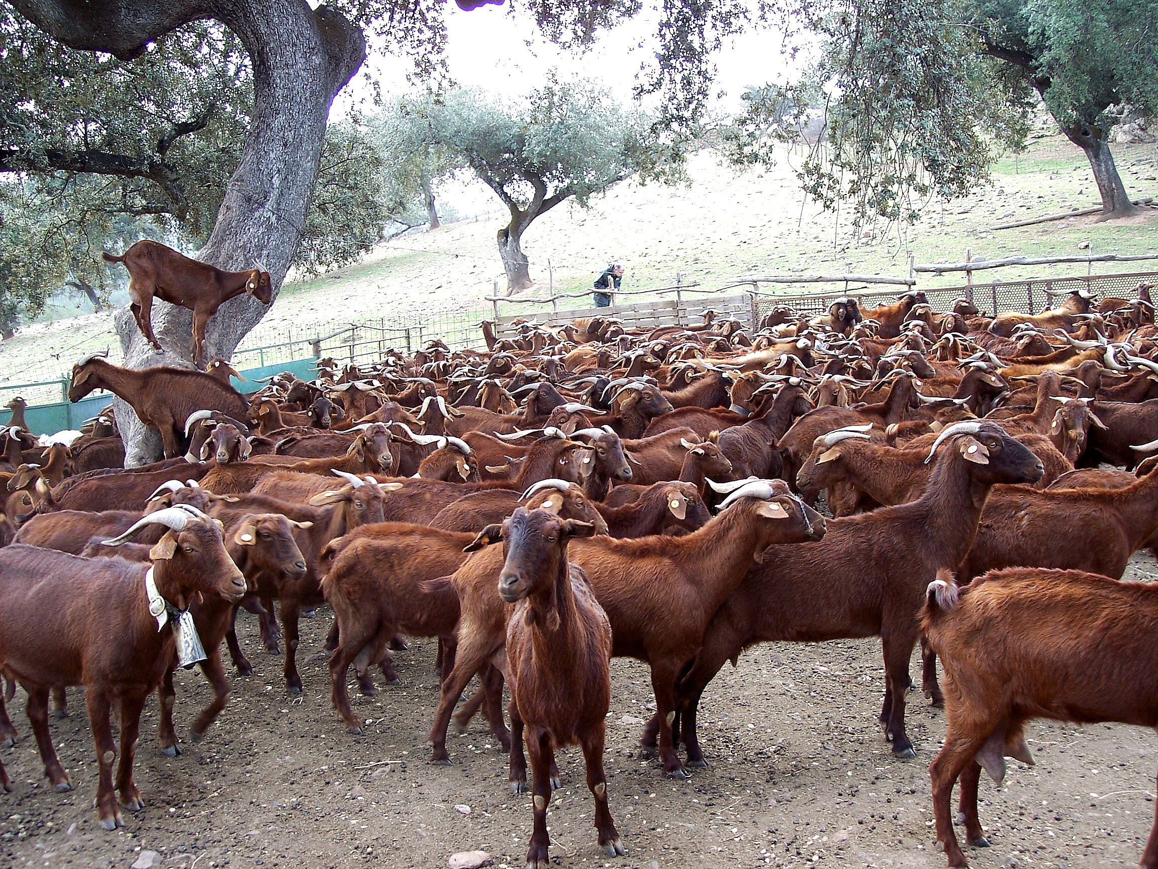 Autor: Juan Andrés Bravo Delgado.<br/>Año: 2004.<br/>Rebaño.<br/>Comentario: Imágenes tomadas en la provincia de Badajoz, en las comarcas de...