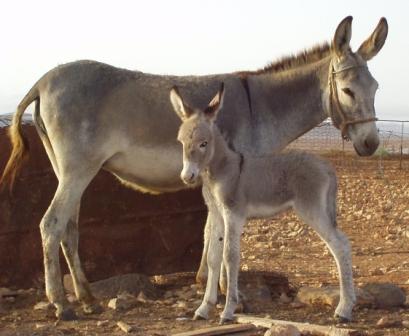 Autor: SOO. Grupo para la conservación y fomento del burro Majorero; <br/>Año: 2003; <br/>Sexo: Hembra; <br/>Comentario: Hembra y cría en su...