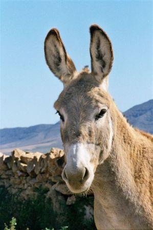 Autor: SOO. Grupo para la conservación y fomento del burro Majorero.; <br/>Año: 2003; <br/>Sexo: Hembra; <br/>Comentario: Detalle de cabeza de...