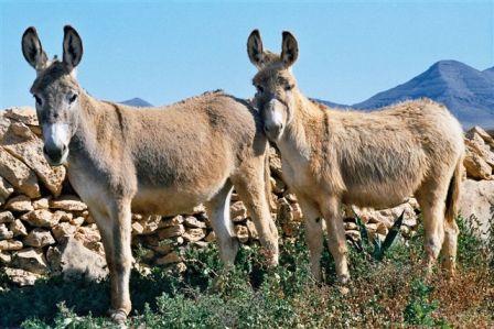 Autor: SOO. Grupo para la conservación y fomento del burro Majorero; <br/>Año: 2003; <br/>Sexo: Hembra; <br/>Comentario: Dos hembras de burro...
