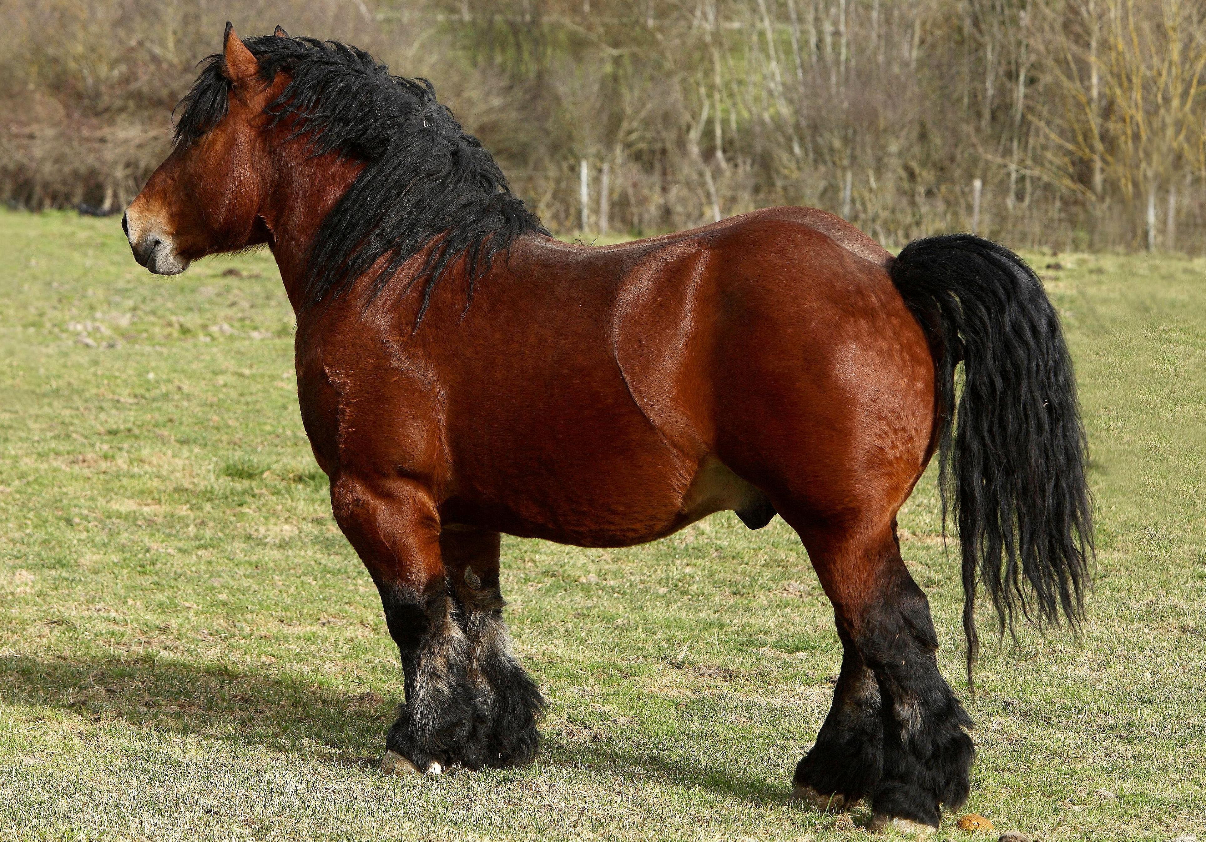 Autor: Javier Iriarte Lusarreta.<br/>Sexo: Semental.<br/>Imagen facilitada por la ASOCIACION DE CRIADORES DE GANADO EQUINO BURGUETE DE NAVARRA...