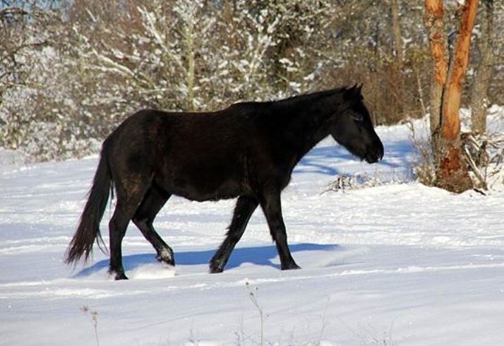 Autor: Elena Oña.<br/>Año: 2013.<br/>Sexo: Hembra.<br/>Imagen facilitada por la ASOCIACIÓN DE CRIADORES DE CABALLOS LOSINOS "EL...