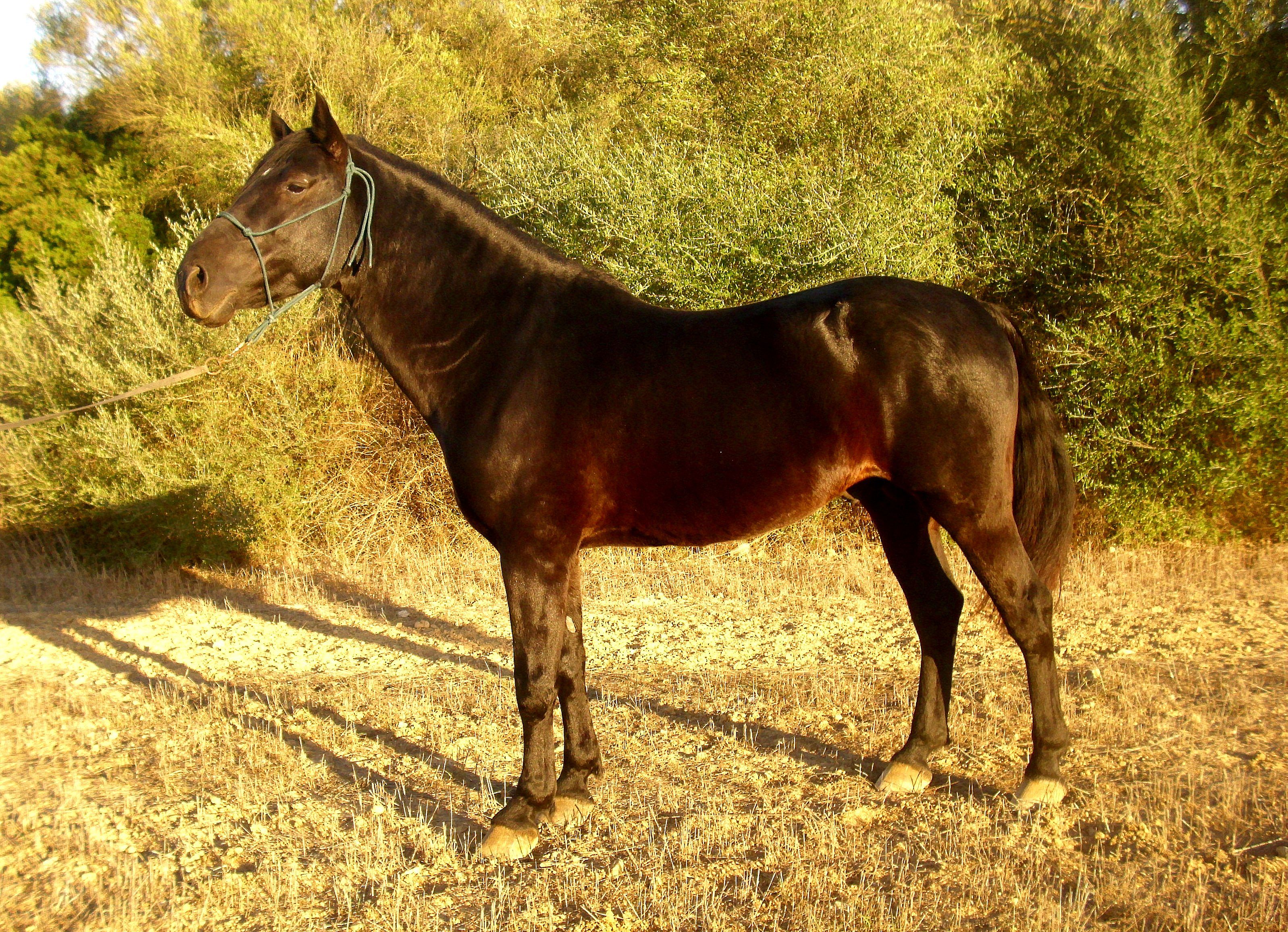 Autor: ASOCIACIÓN DE CRIADORES Y PROPIETARIOS DE CABALLOS DE RAZA MALLORQUINA <br/>(AECABMa).<br/>Sexo: Macho.<br/>Comentarios: macho Pinyol.