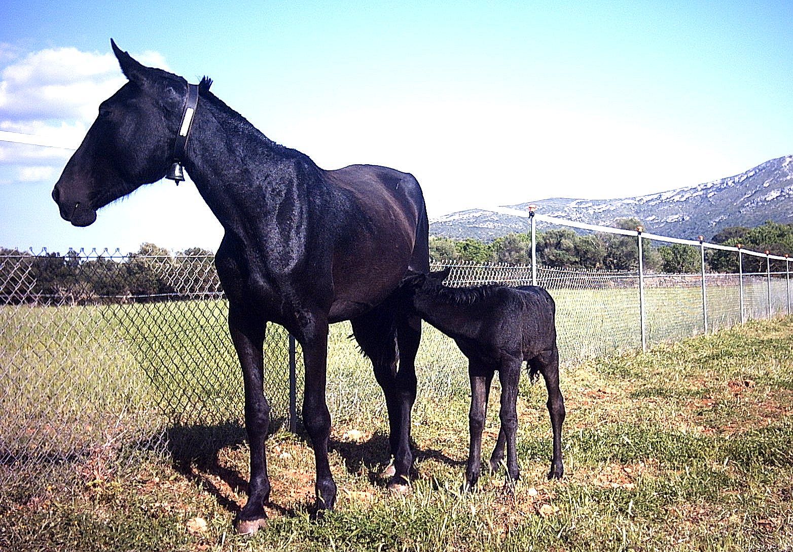 Autor: ASOCIACIÓN DE CRIADORES Y PROPIETARIOS DE CABALLOS DE RAZA MALLORQUINA <br/>(AECABMa).<br/>Sexo: Hembra.<br/>Comentarios: Hembra TASTACADA...