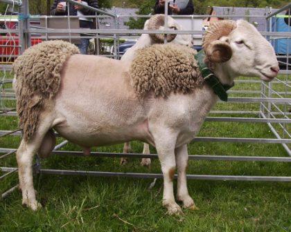 Autor: Rosa Avellanet Torres; <br/>Año: 2010; <br/>Sexo: Macho; <br/>Comentario: Macho expuesto en el IV Concurso Morfológico de la Raza Aranesa,...
