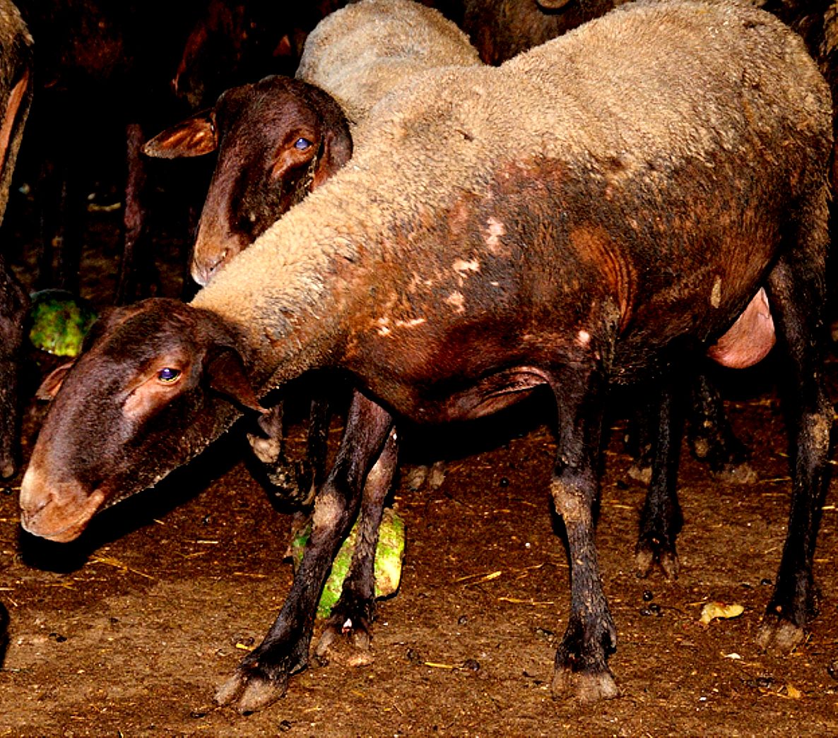 Imagen facilitada por la ASOCIACIÓN NACIONAL DE CRIADORES RAZA GUIRRA (ANGUIRRA).<br/>Sexo: Hembras.