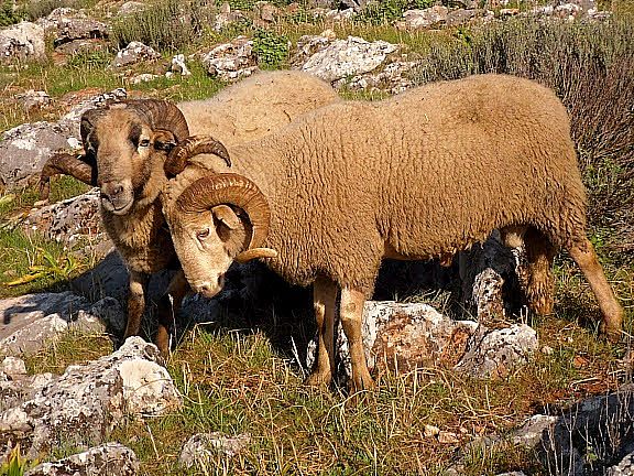 Autor: Juan Antonio Moreno Cobo.<br/>Año:2013.<br/>Sexo: machos.<br/>Imagen facilitada por la ASOCIACIÓN DE GANADEROS CRIADORES DE LA RAZA OVINA...