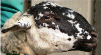 Autor: Asociación Nacional de Criadores de Ovino de Raza Ripollesa (ANCRI); <br/>Año: 2009; <br/>Sexo: Hembra; <br/>Comentario: pigmentación...